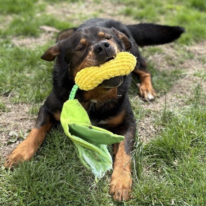 Enlarge Professor Cosmic Brownie a/k/a Dee-Ojee, a Adoptable mixed breed in Warrensburg, MO image 5/5
