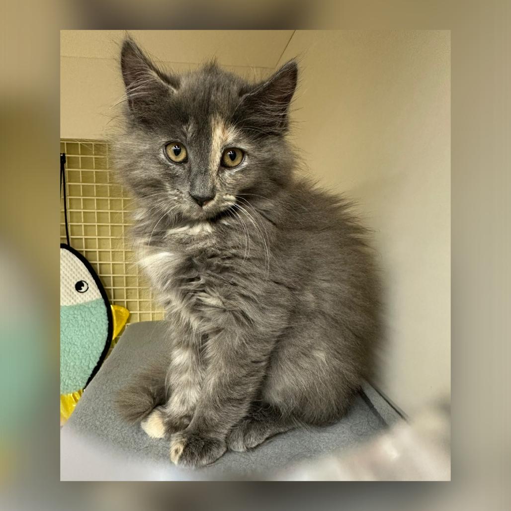 Sawyer, Adoptable, Kitten Female Domestic Long Hair.