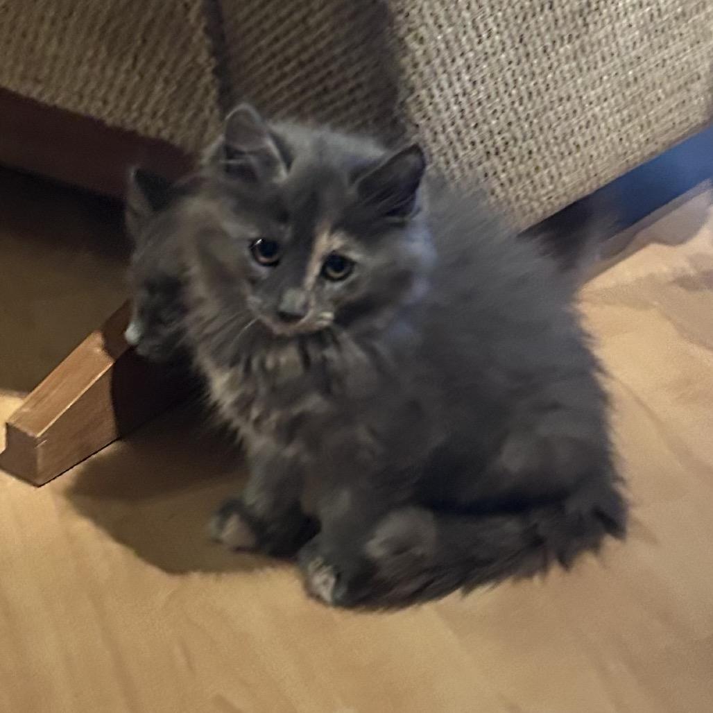Sawyer, Adoptable, Kitten Female Domestic Long Hair.