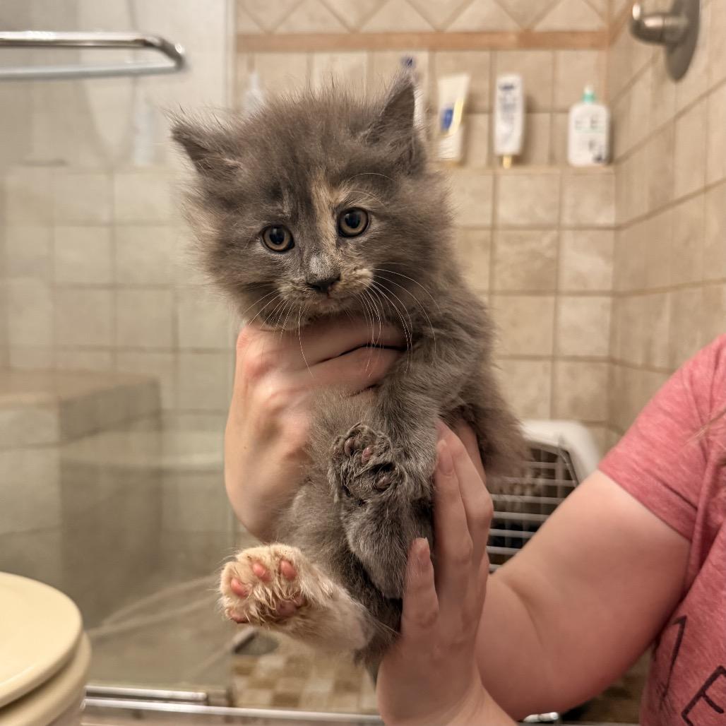 Enlarge Sawyer, a Adoptable Domestic Long Hair in Kenai, AK image 2/2