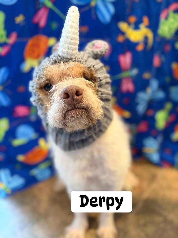 Derpy, Adoptable, Young Male Mixed Breed.