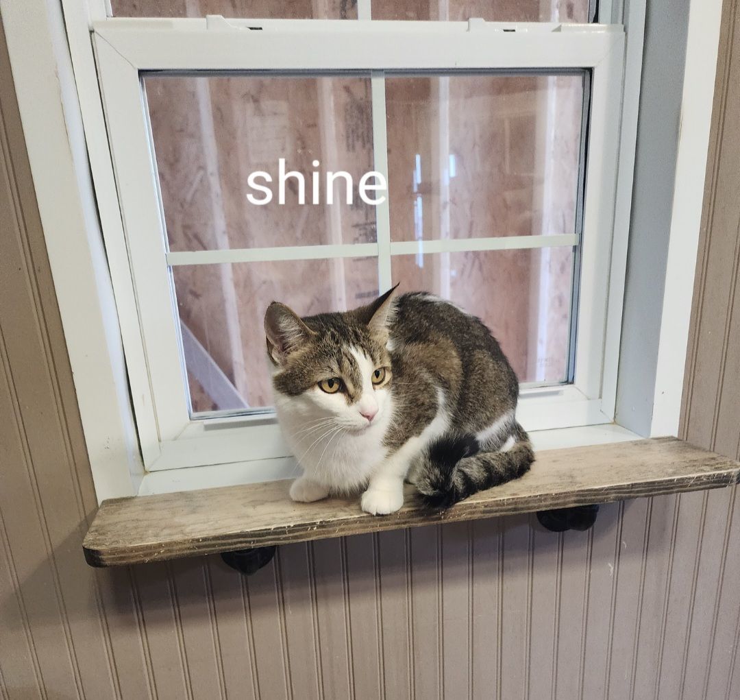 Shine photo 3