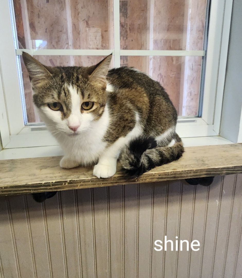Shine photo 4