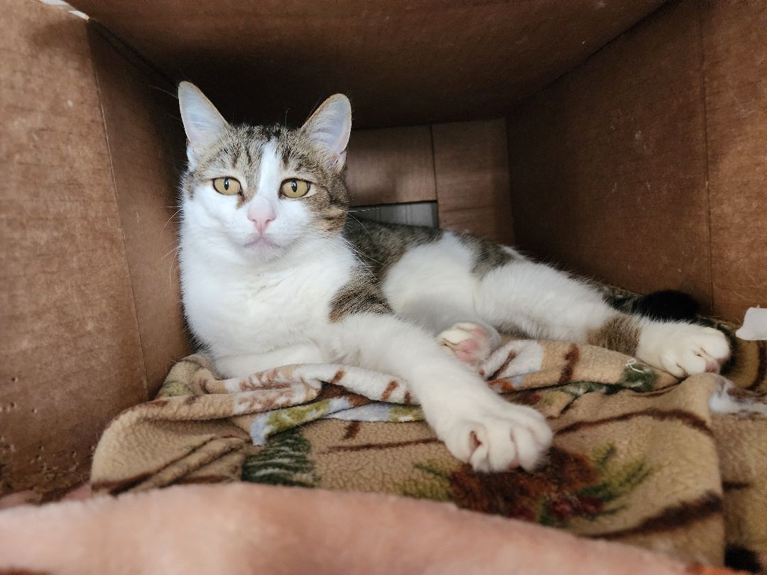 Shine, Adult Female Domestic Short Hair
