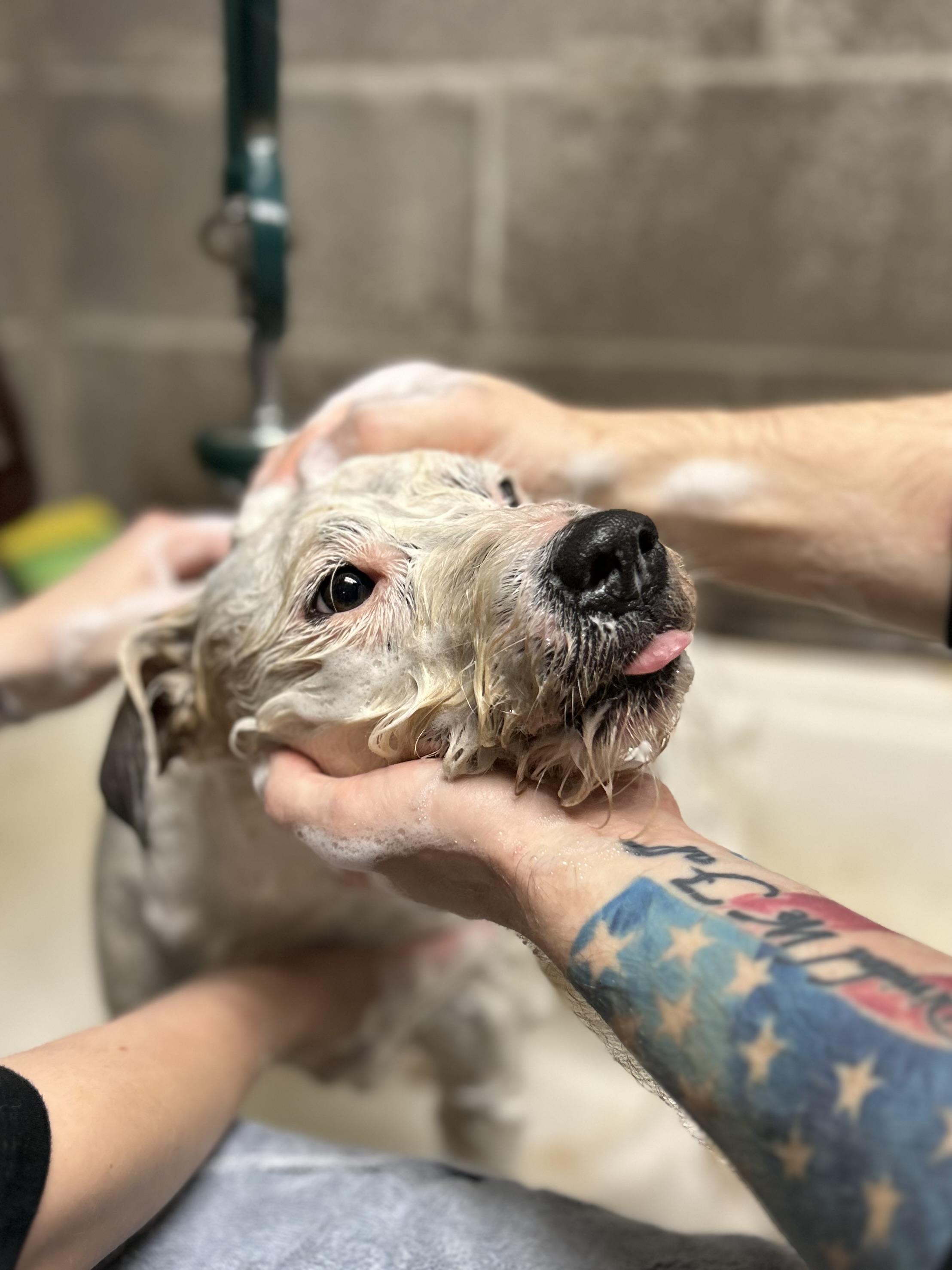 Cesar (formerly Poindexter), a Adoptable Wirehaired Terrier in Franklin, KY image 3/6