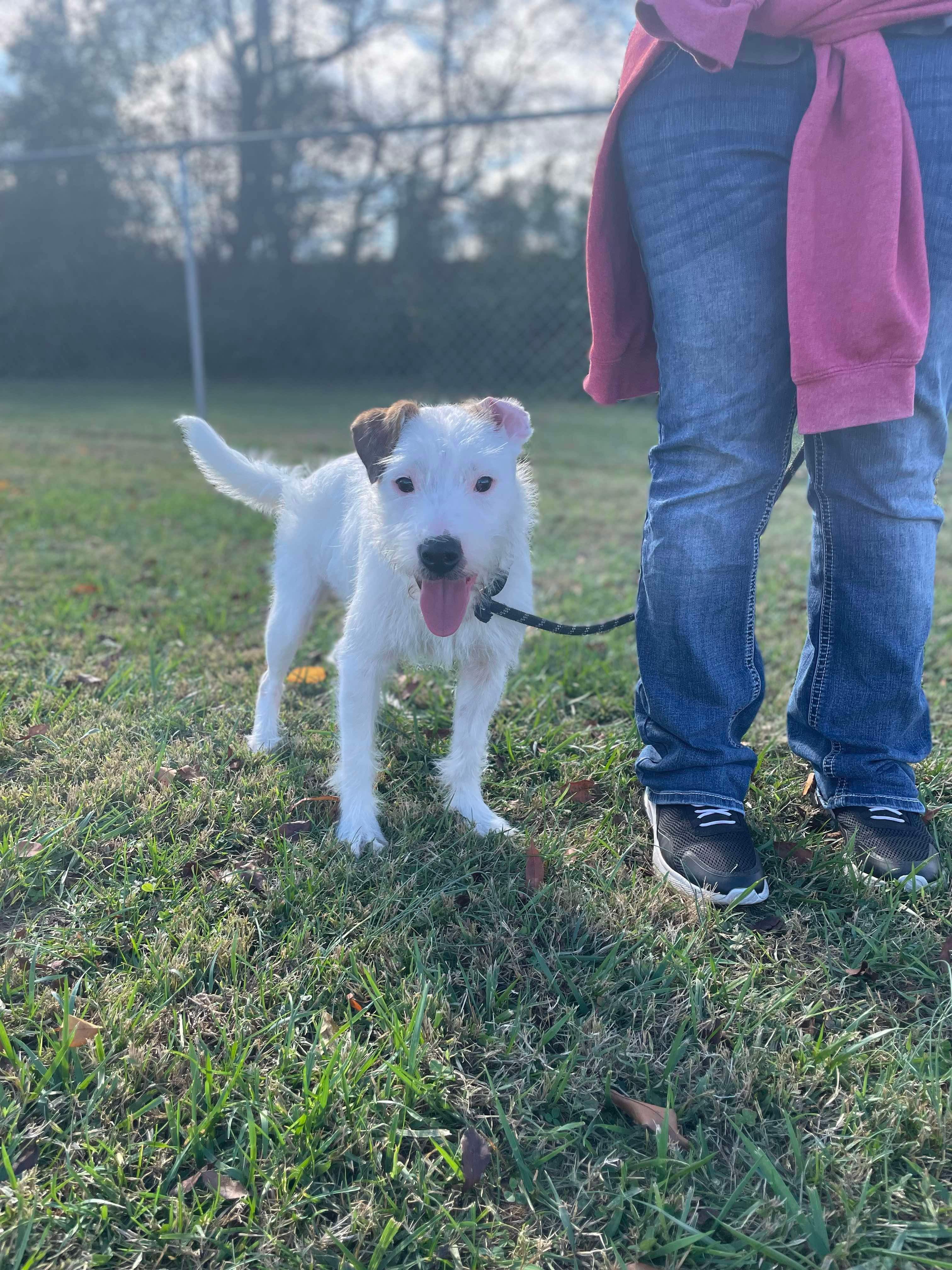 Cesar (formerly Poindexter), a Adoptable Wirehaired Terrier in Franklin, KY image 2/6