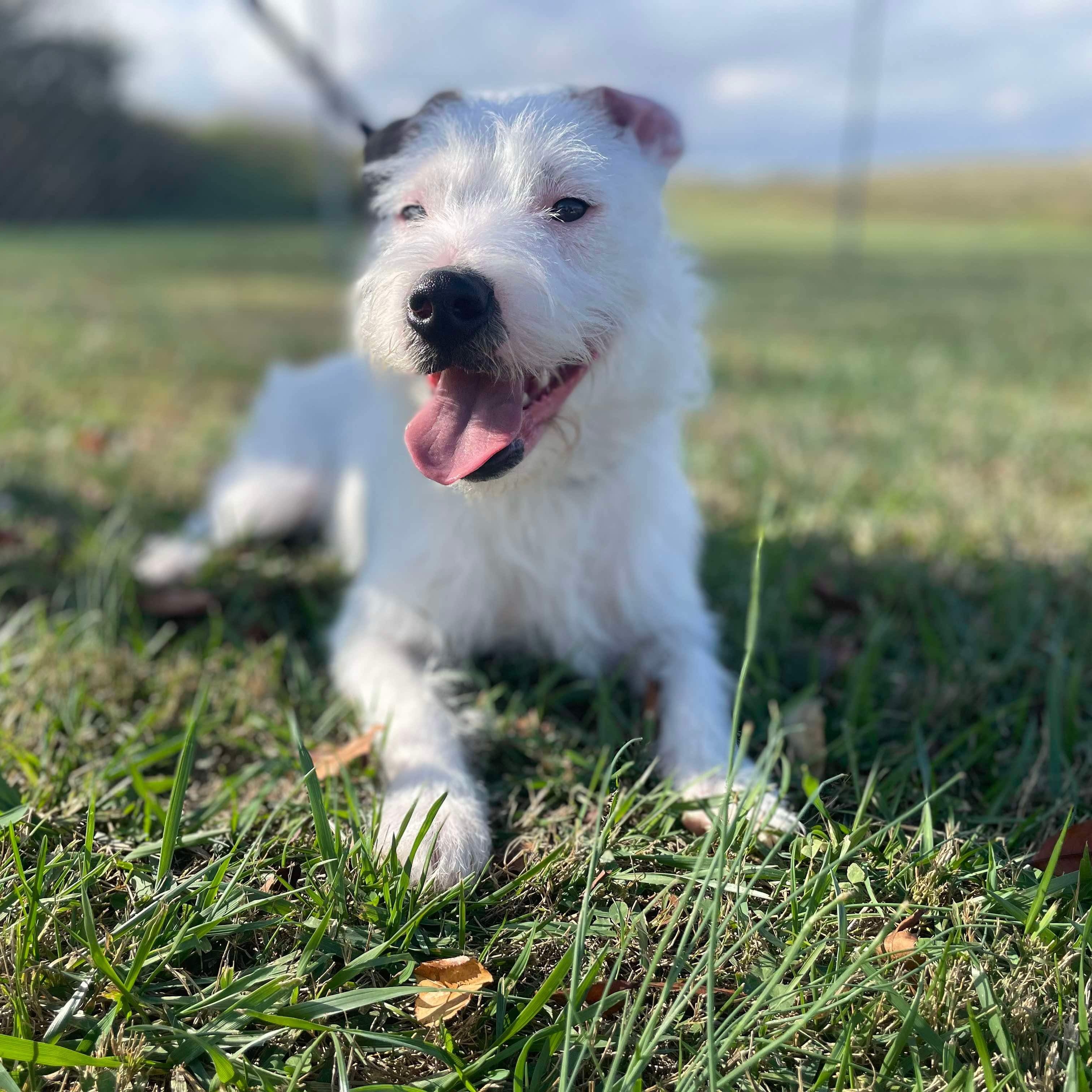 Cesar (formerly Poindexter), Adoptable, Young Male Wirehaired Terrier.