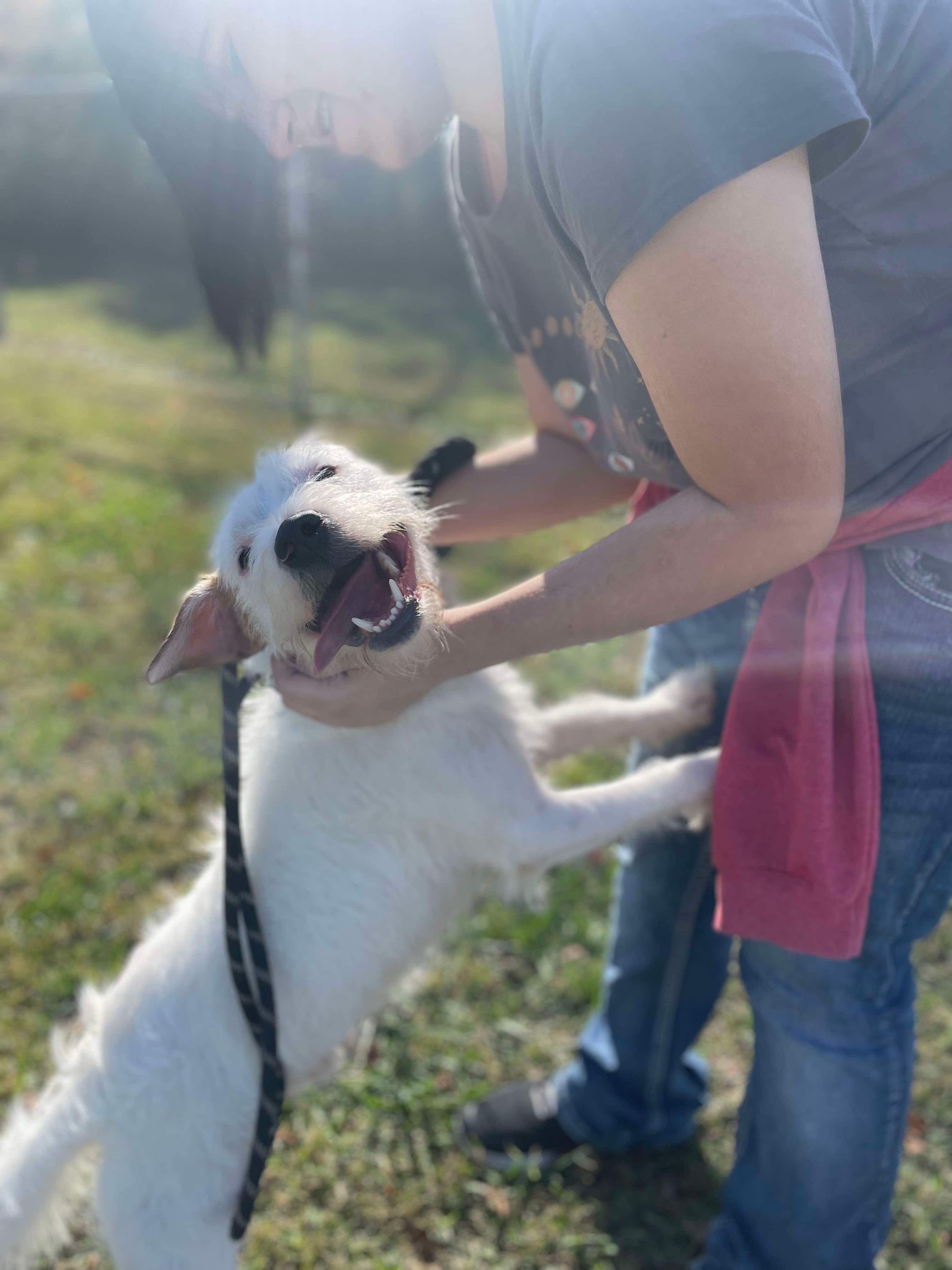 Cesar (formerly Poindexter), a Adoptable Wirehaired Terrier in Franklin, KY image 6/6