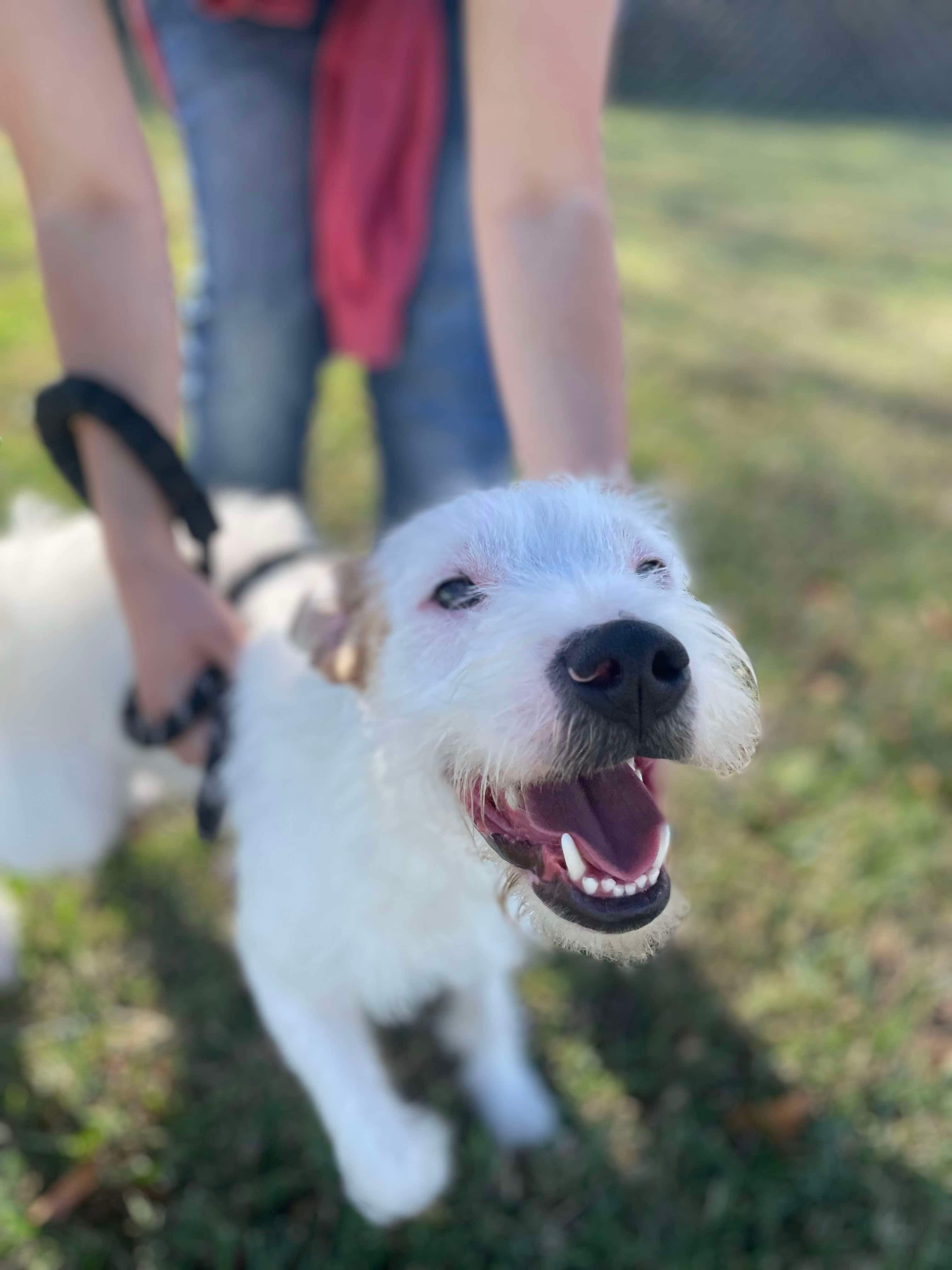 Cesar (formerly Poindexter), a Adoptable Wirehaired Terrier in Franklin, KY image 4/6