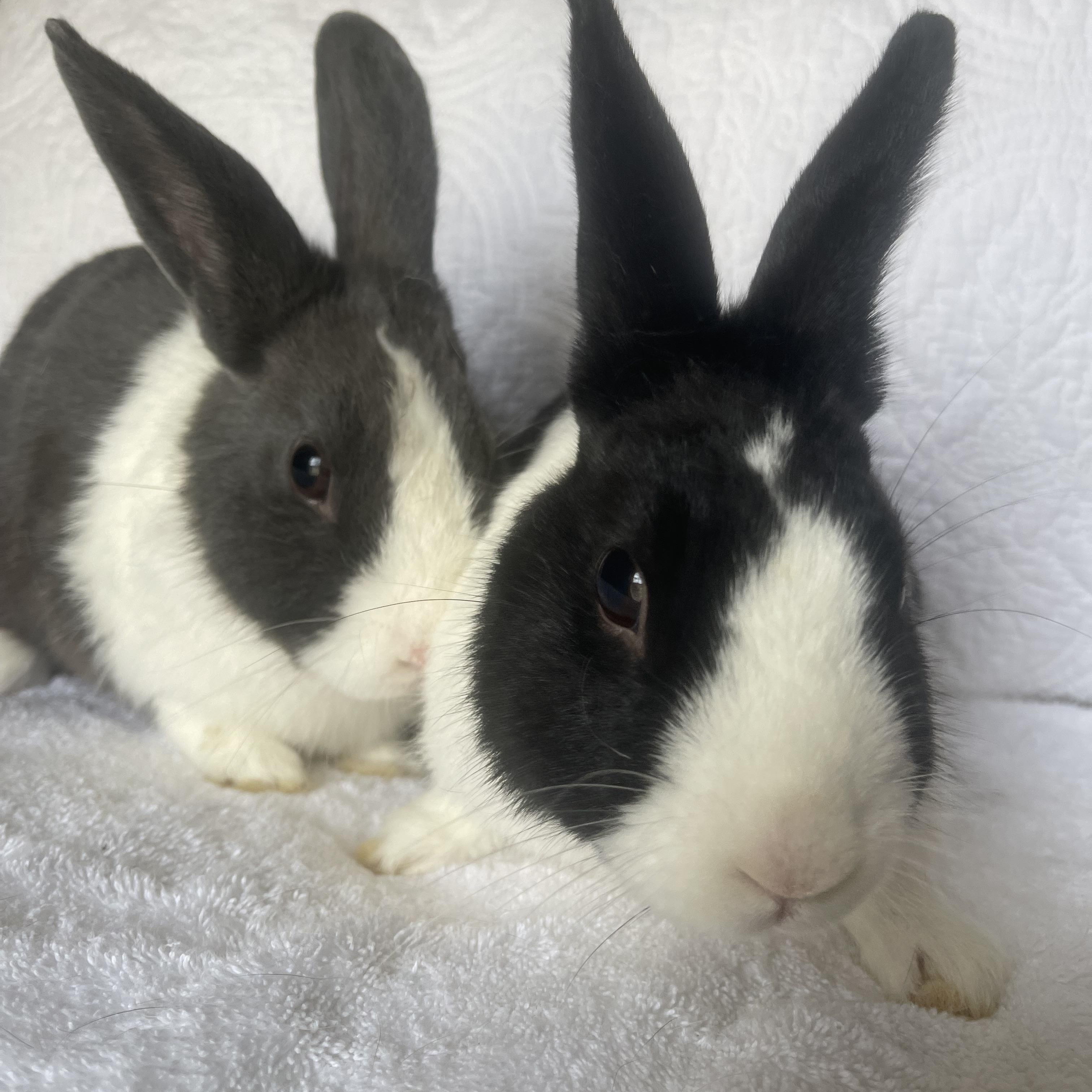 Enlarge Rico, a ADOPTABLE Dutch in Birmingham, AL image 3/3