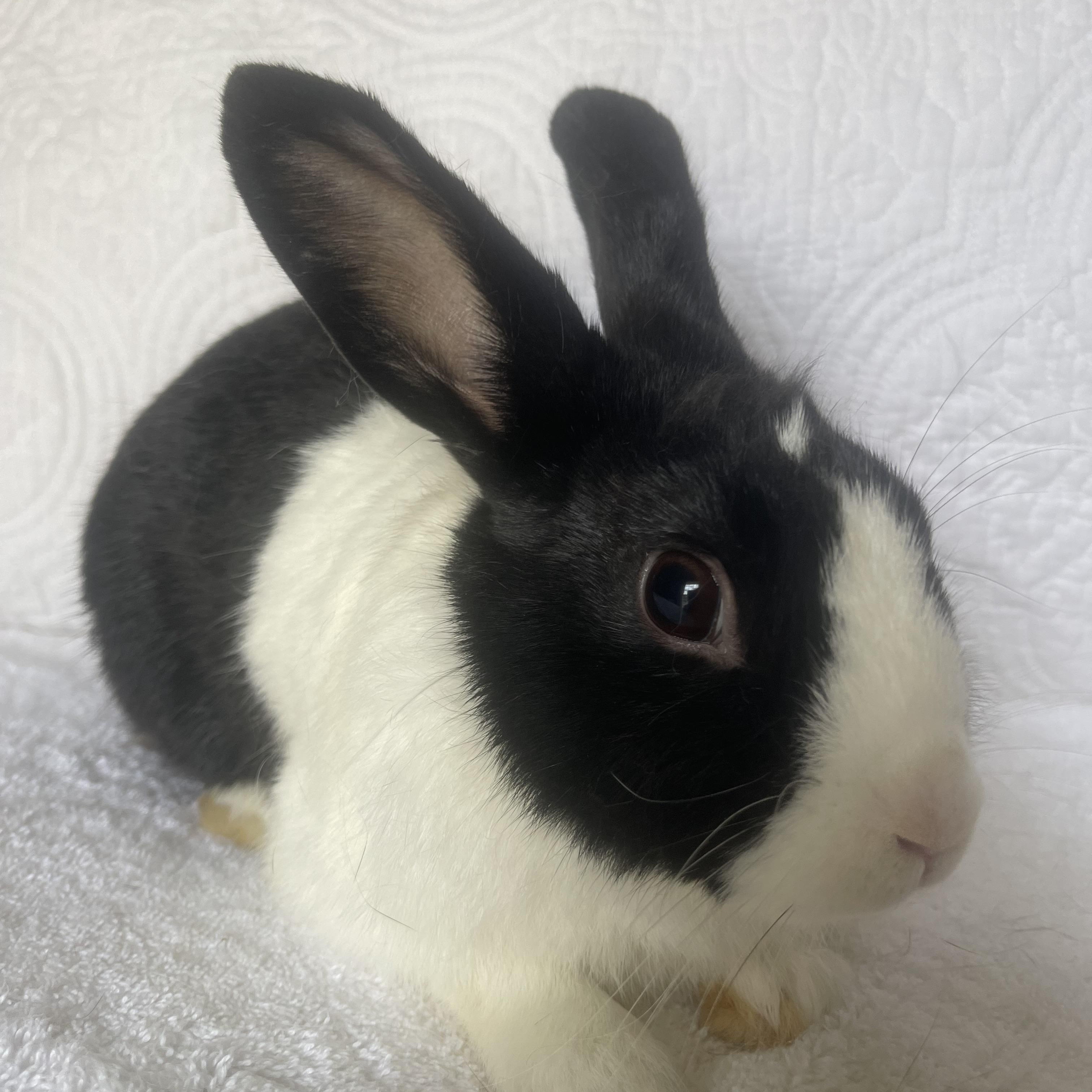 Enlarge Rico, a ADOPTABLE Dutch in Birmingham, AL image 2/3