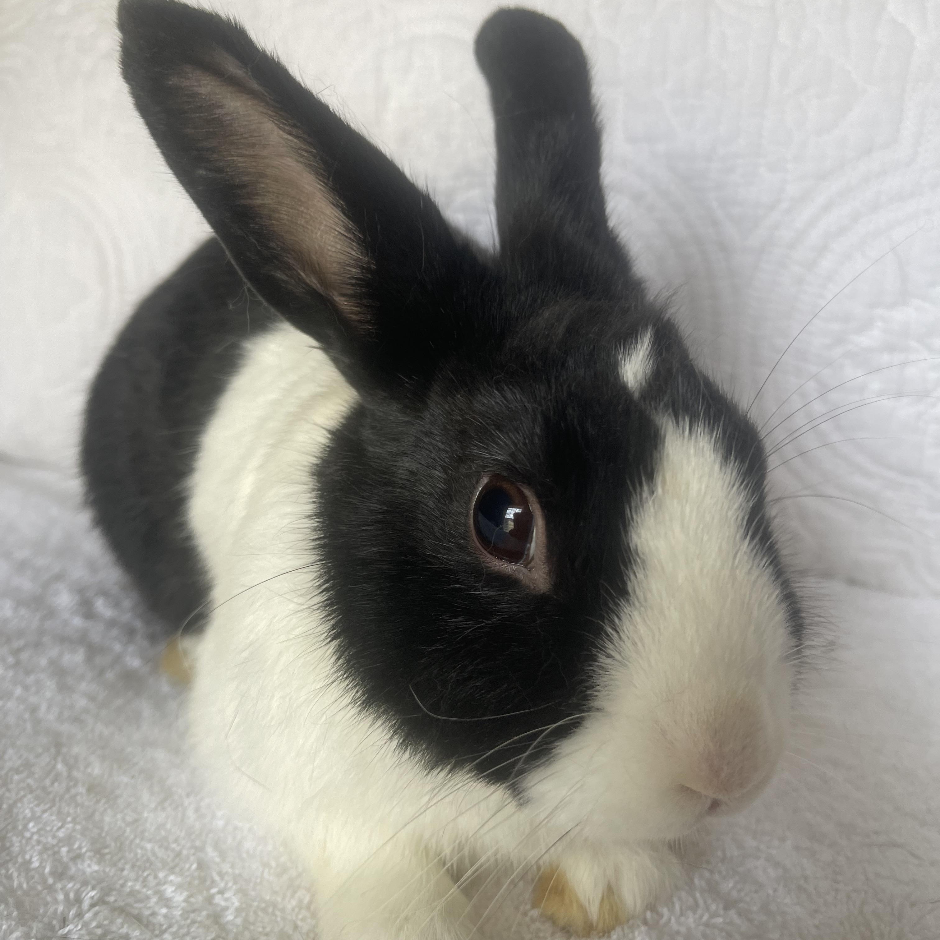 Rico, ADOPTABLE, Young Male Dutch.