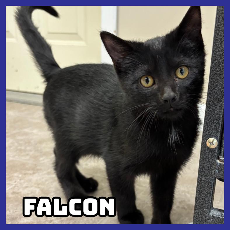 Falcon, a Adoptable Domestic Short Hair in Glenwood, MN image 1/2