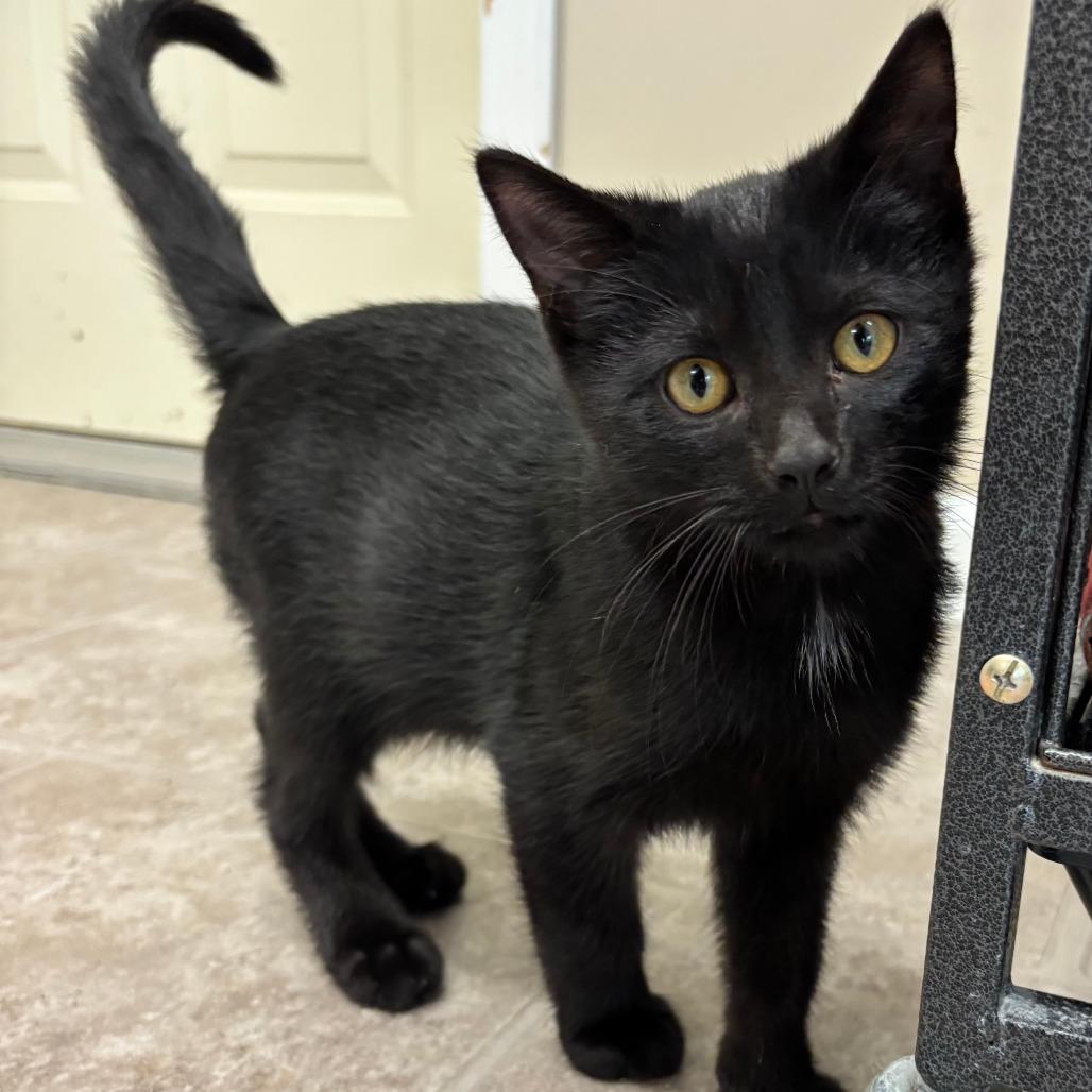 Falcon, a Adoptable Domestic Short Hair in Glenwood, MN image 2/2