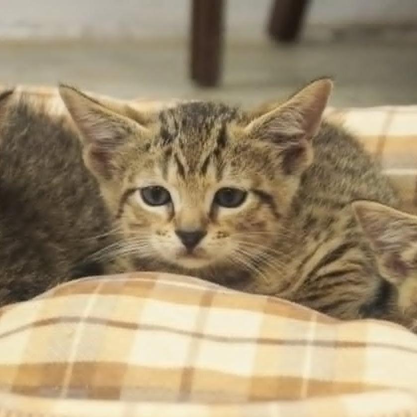 Limu, Adoptable, Kitten Male Domestic Short Hair & Domestic Short Hair.