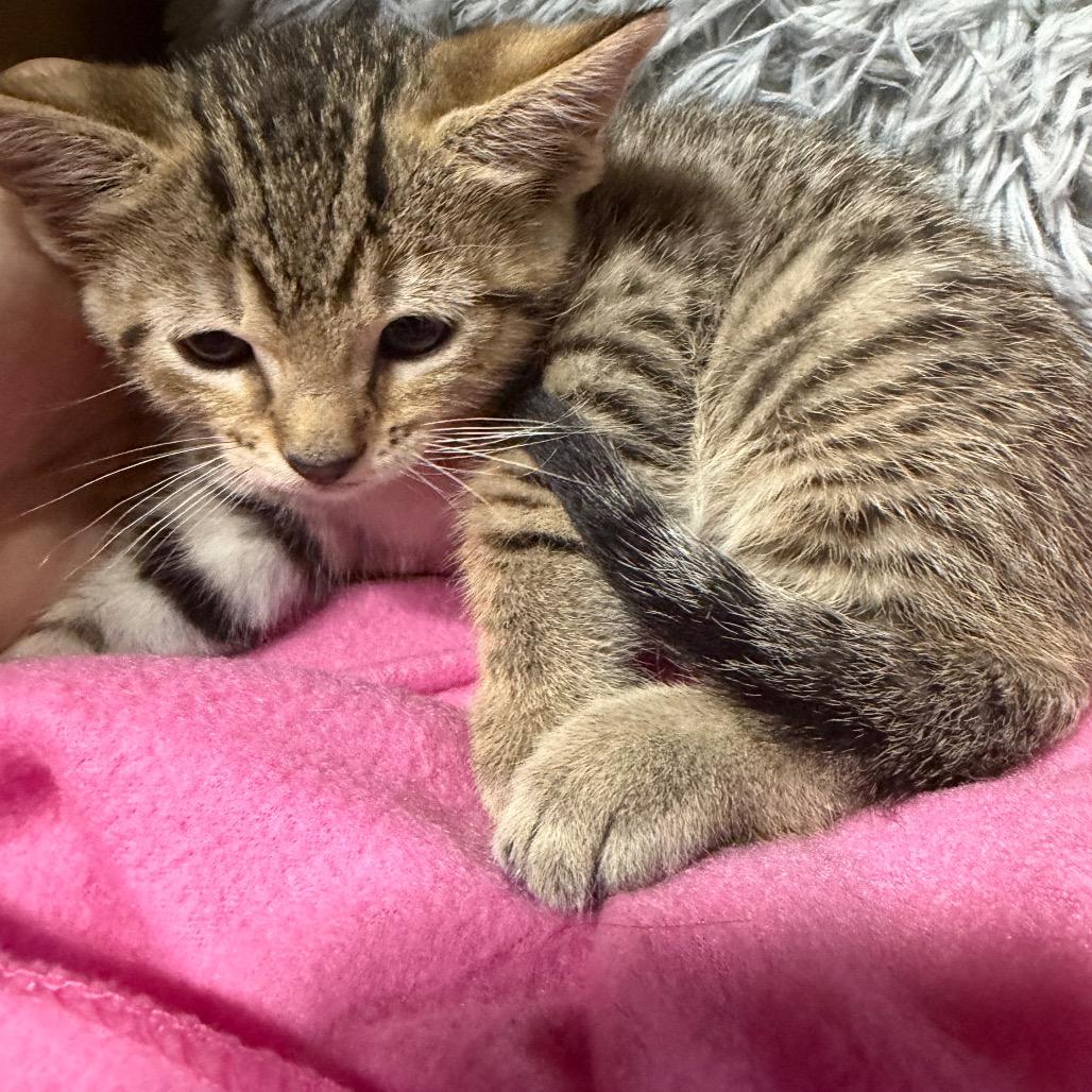 Limu, a Adoptable mixed breed in Madisonville, KY image 2/2