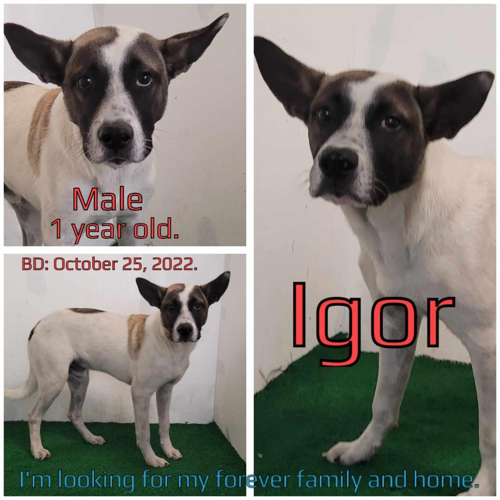 Igor — thumbnail 2