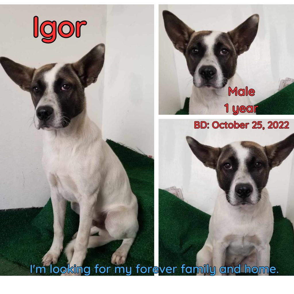 Igor — thumbnail 3