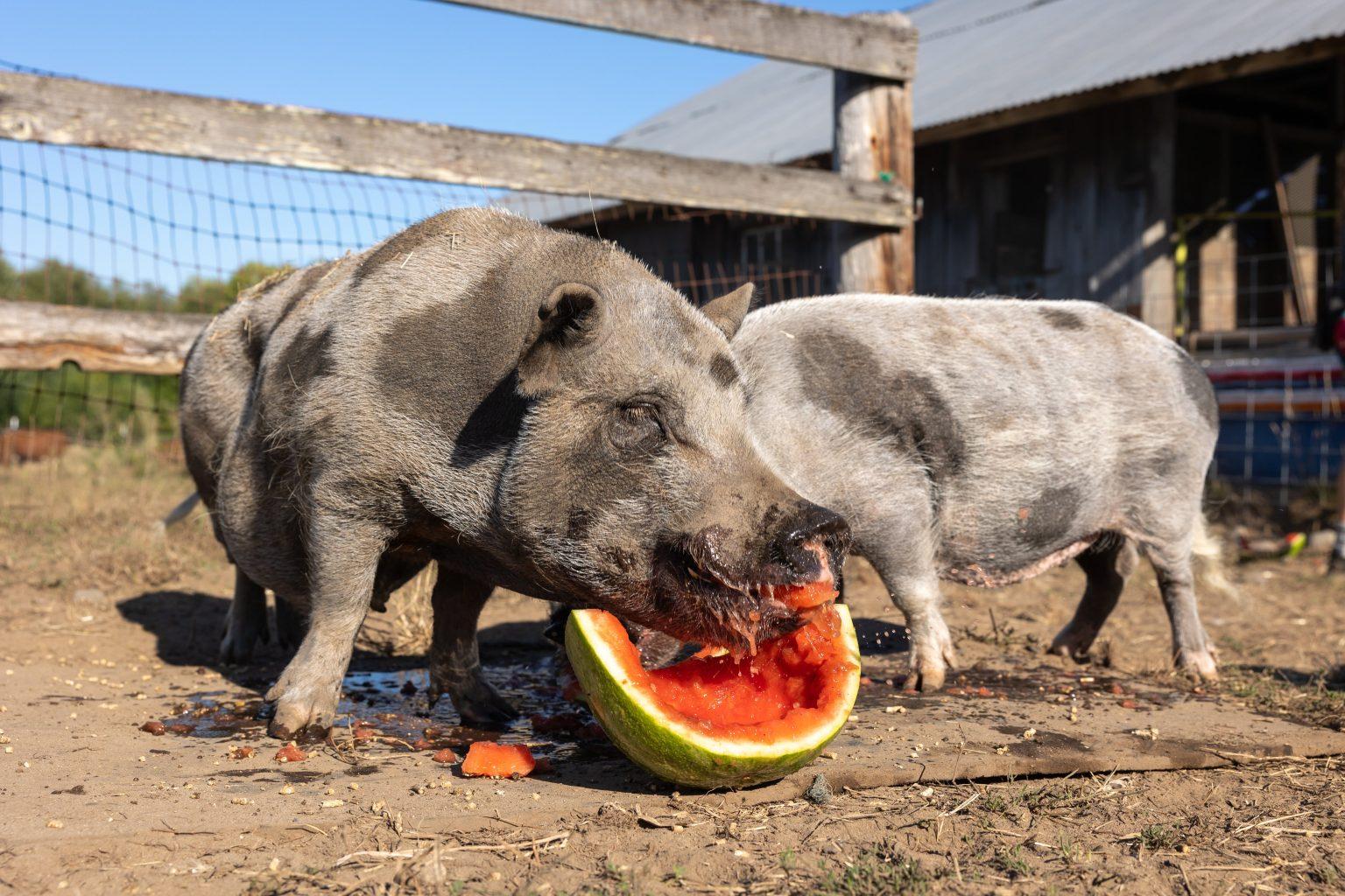 Enlarge Wendel, a Adoptable Pot Bellied in Roy, WA image 1/1