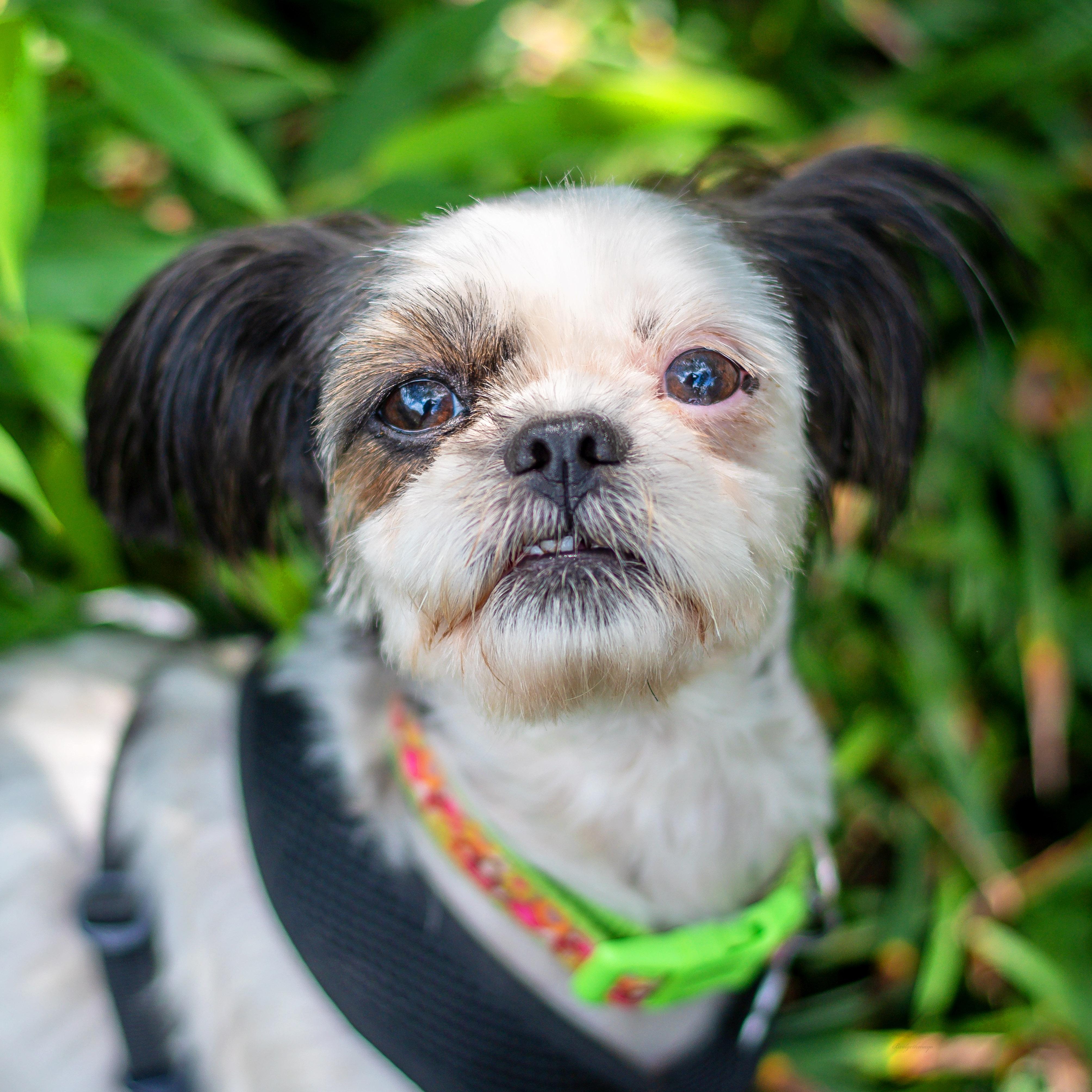 Lena, Adopted, Adult Female Shih Tzu.