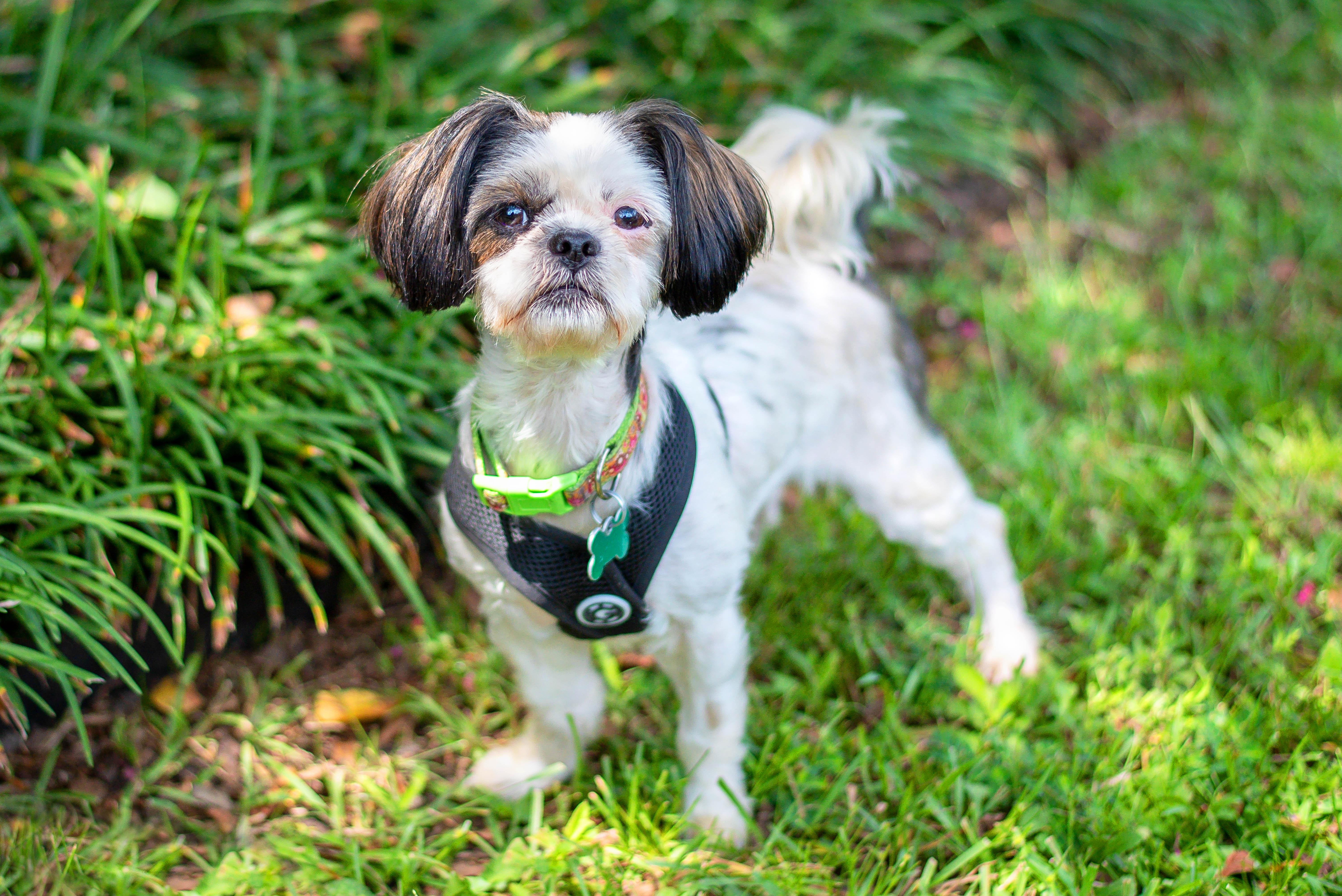 Enlarge Lena, a Adopted Shih Tzu in Baton Rouge, LA image 2/2