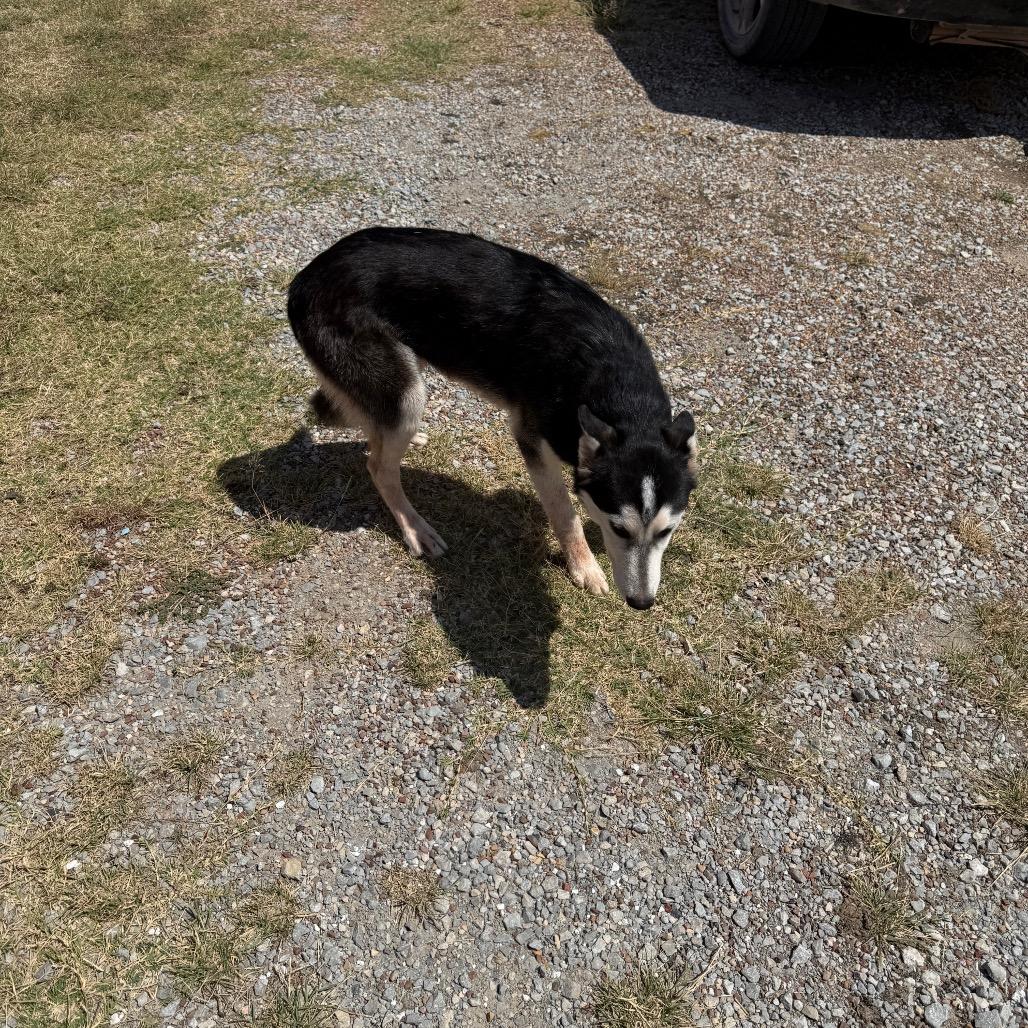 Kiwi, Adoptable, Young Female Husky.