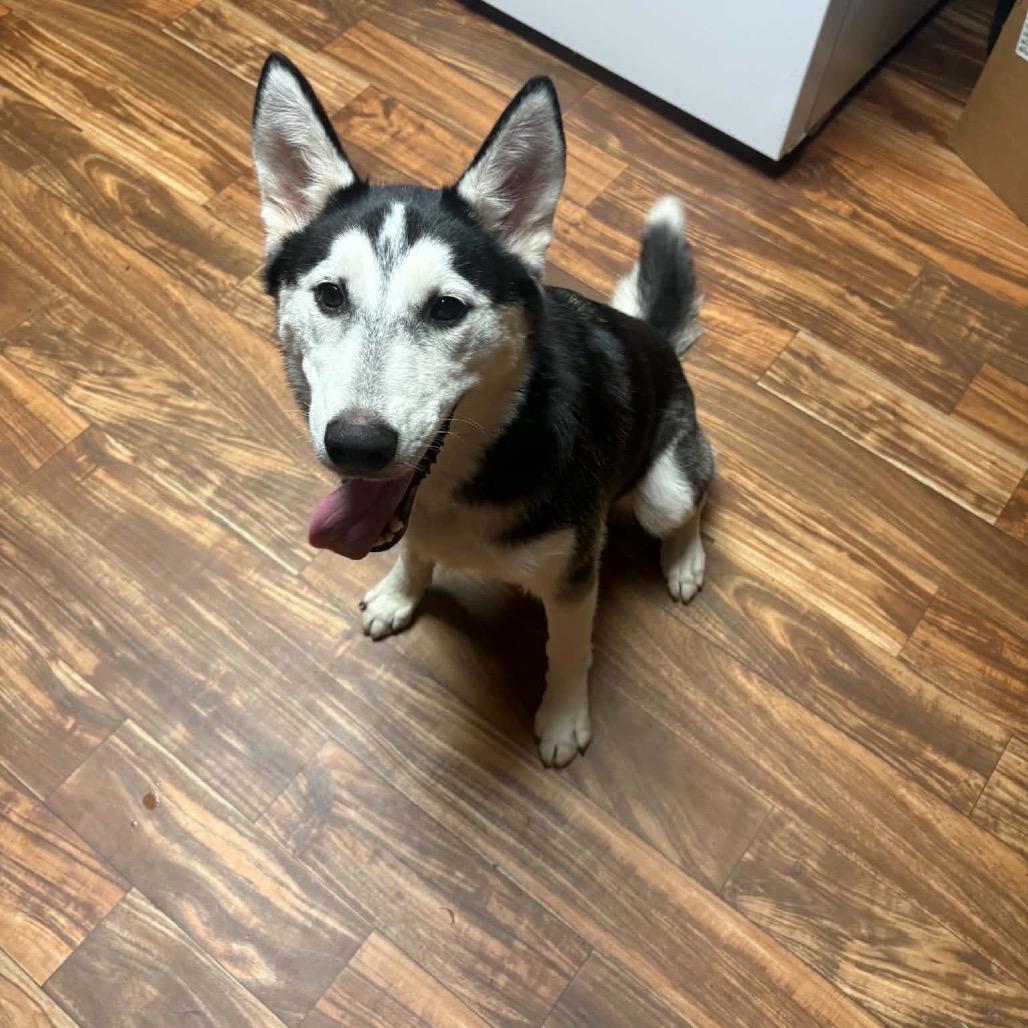 Enlarge Kiwi, a Adoptable Husky in Asher, OK image 2/6