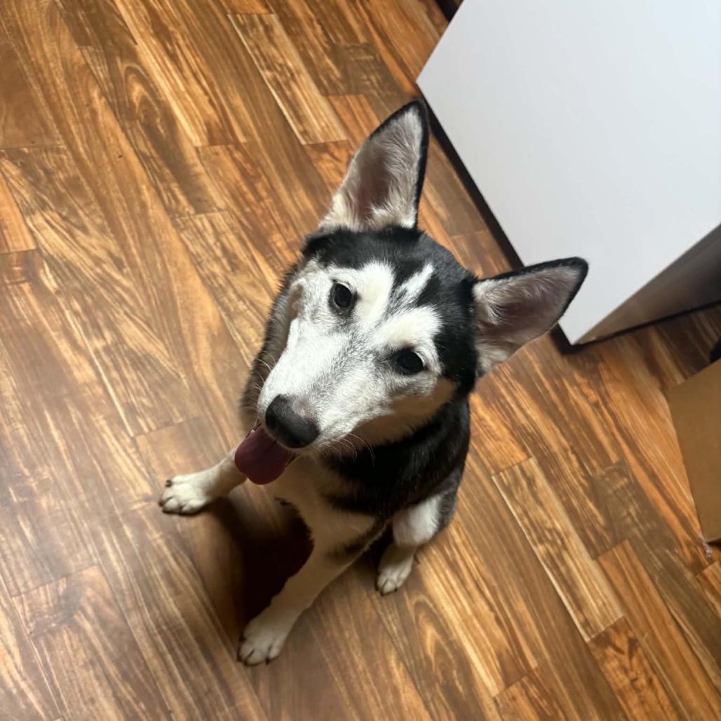 Enlarge Kiwi, a Adoptable Husky in Asher, OK image 3/6