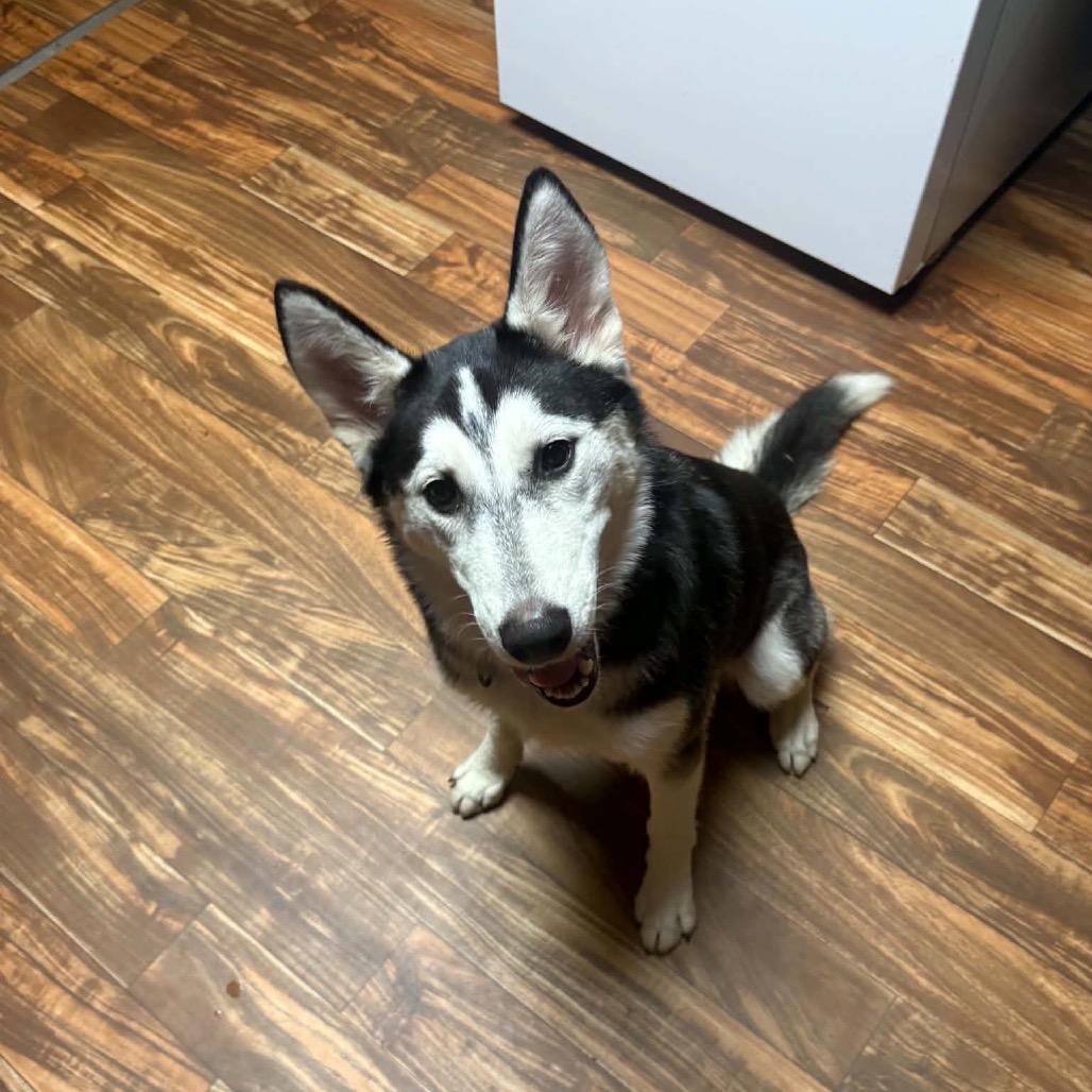 Enlarge Kiwi, a Adoptable Husky in Asher, OK image 4/6