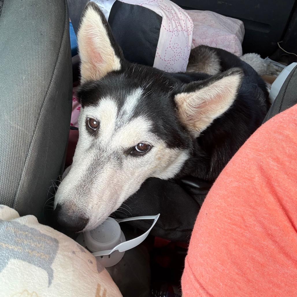 Enlarge Kiwi, a Adoptable Husky in Asher, OK image 5/6