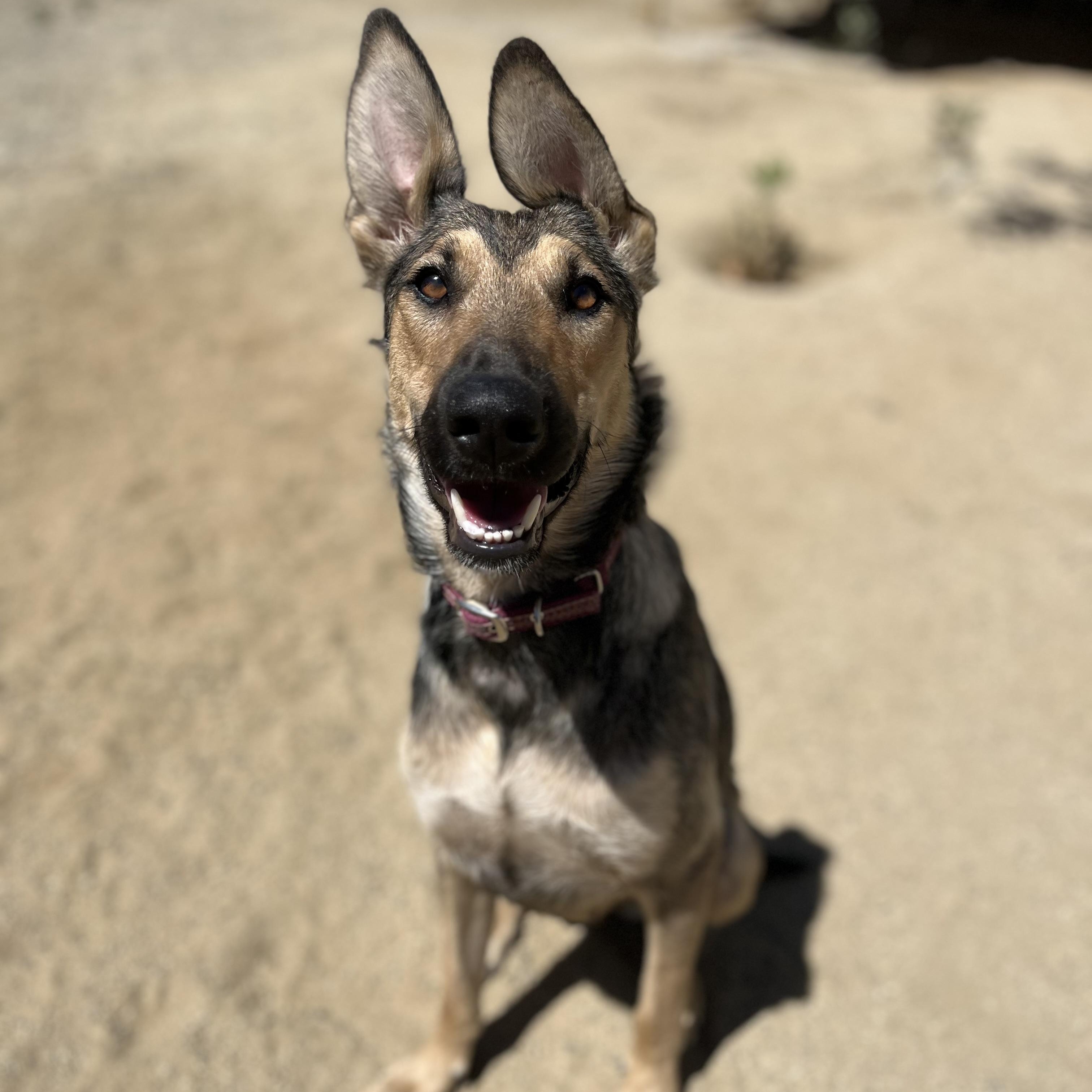 LYLA LIU, a Adoptable mixed breed in Murrieta, CA image 1/5