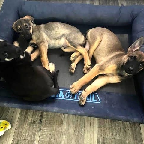 LYLA LIU, a Adoptable mixed breed in Murrieta, CA image 2/5