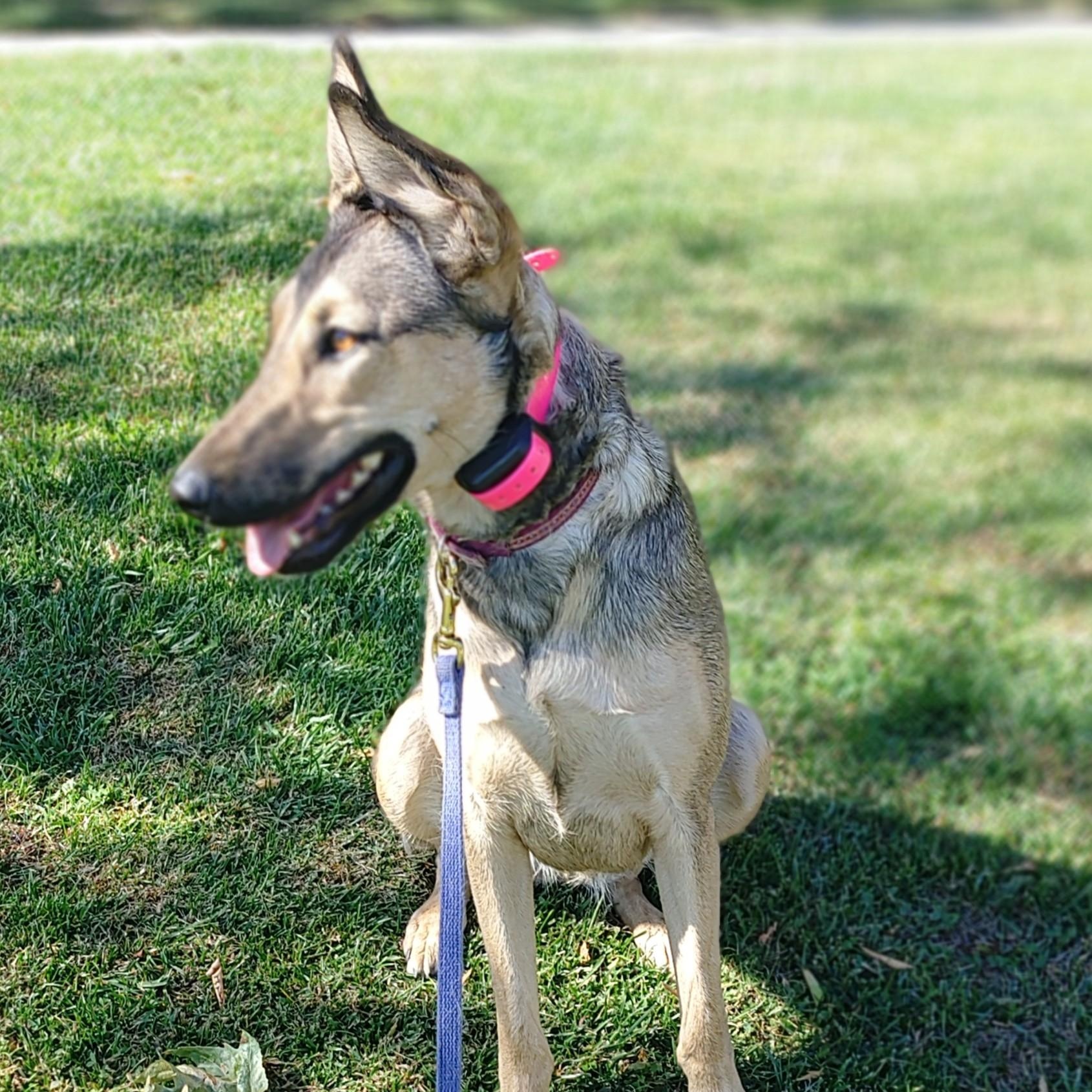 LYLA LIU, a Adoptable mixed breed in Murrieta, CA image 3/5