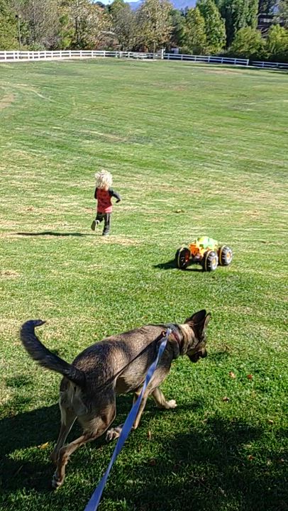 Enlarge LYLA LIU, a Adoptable mixed breed in Murrieta, CA video 5/5