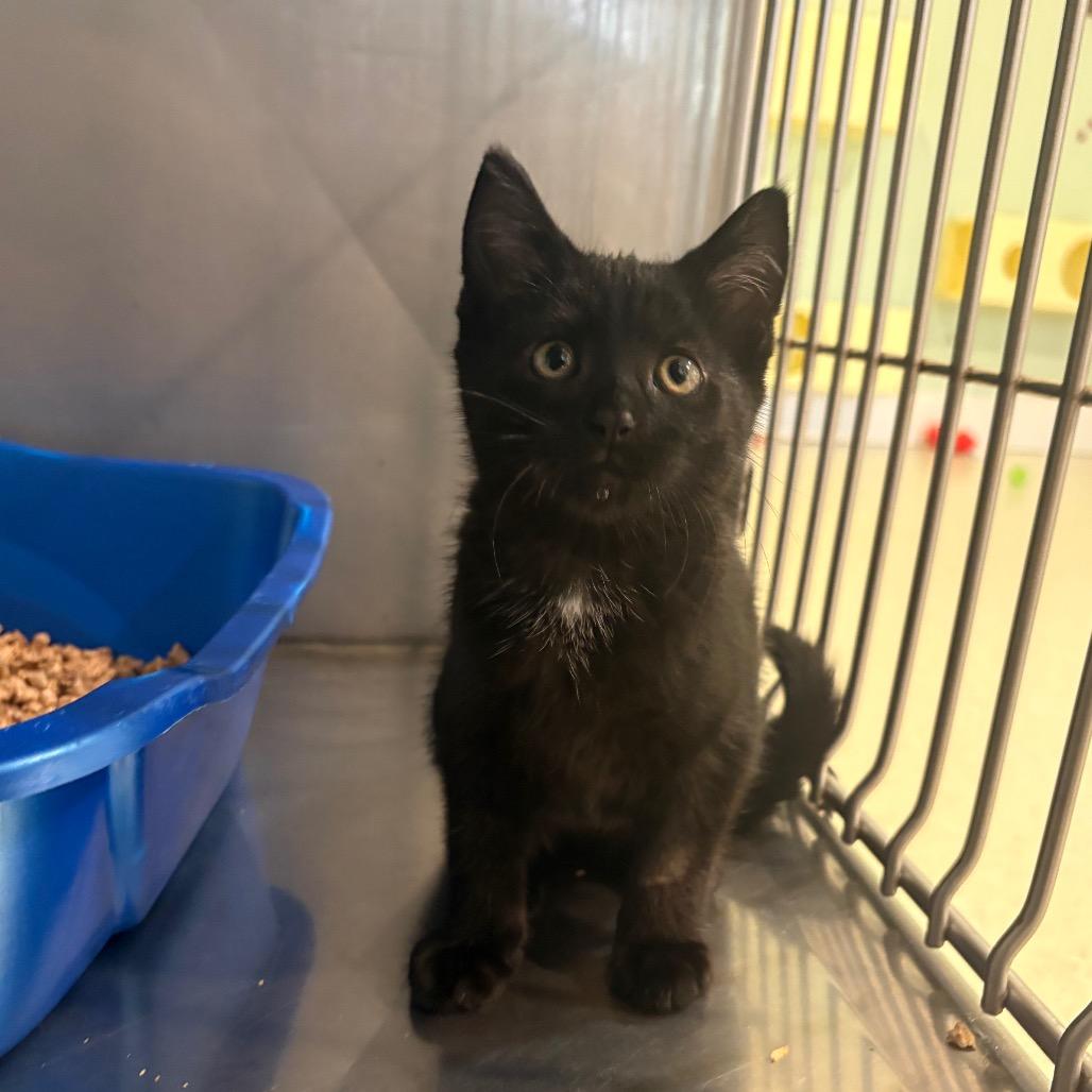 Enlarge Salem, a Adoptable Domestic Short Hair in Fenton, MI image 1/1