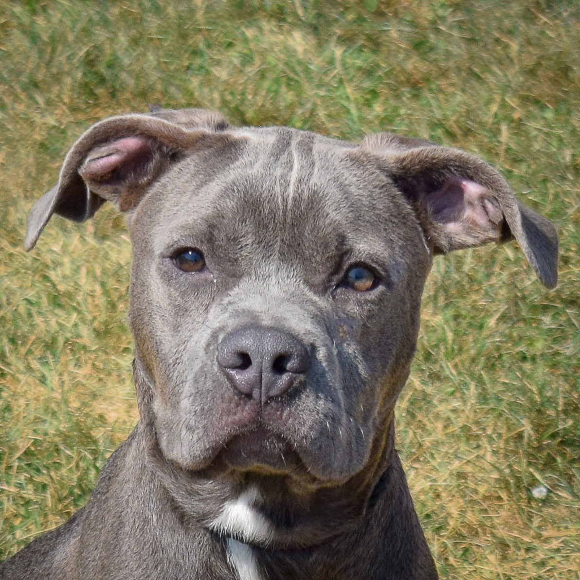 Dog for adoption Bluey, an American Staffordshire Terrier Mix in Huntley, IL Petfinder