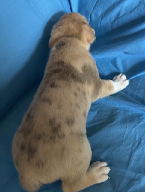 Caramel