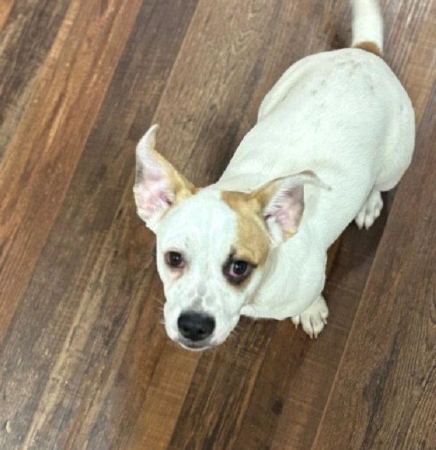Marshmallow aka Marshy Marsh, Adoptable, Puppy Female Pekingese & Pit Bull Terrier.