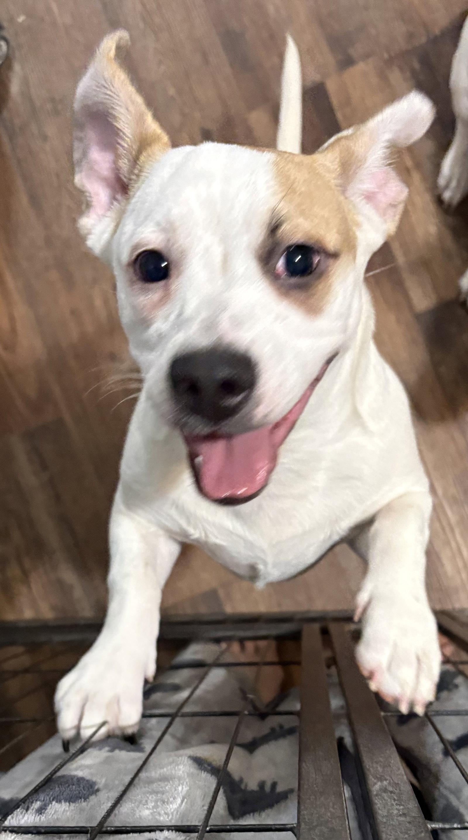 Marshmallow aka Marshy Marsh, a Adoptable mixed breed in Rootstown, OH image 2/3