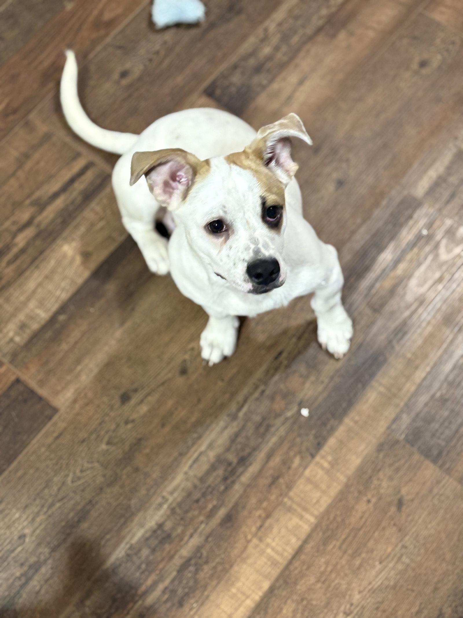 Marshmallow aka Marshy Marsh, a Adoptable mixed breed in Rootstown, OH image 3/3