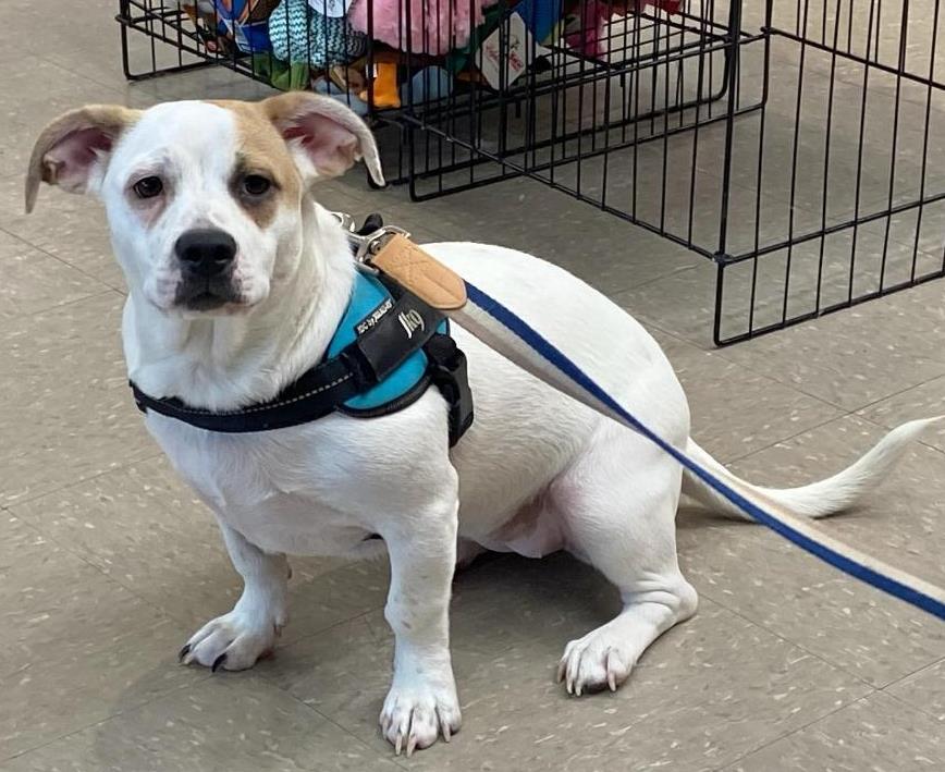 Marshmallow - Peekapit, a Adoptable mixed breed in Rootstown, OH image 2/3