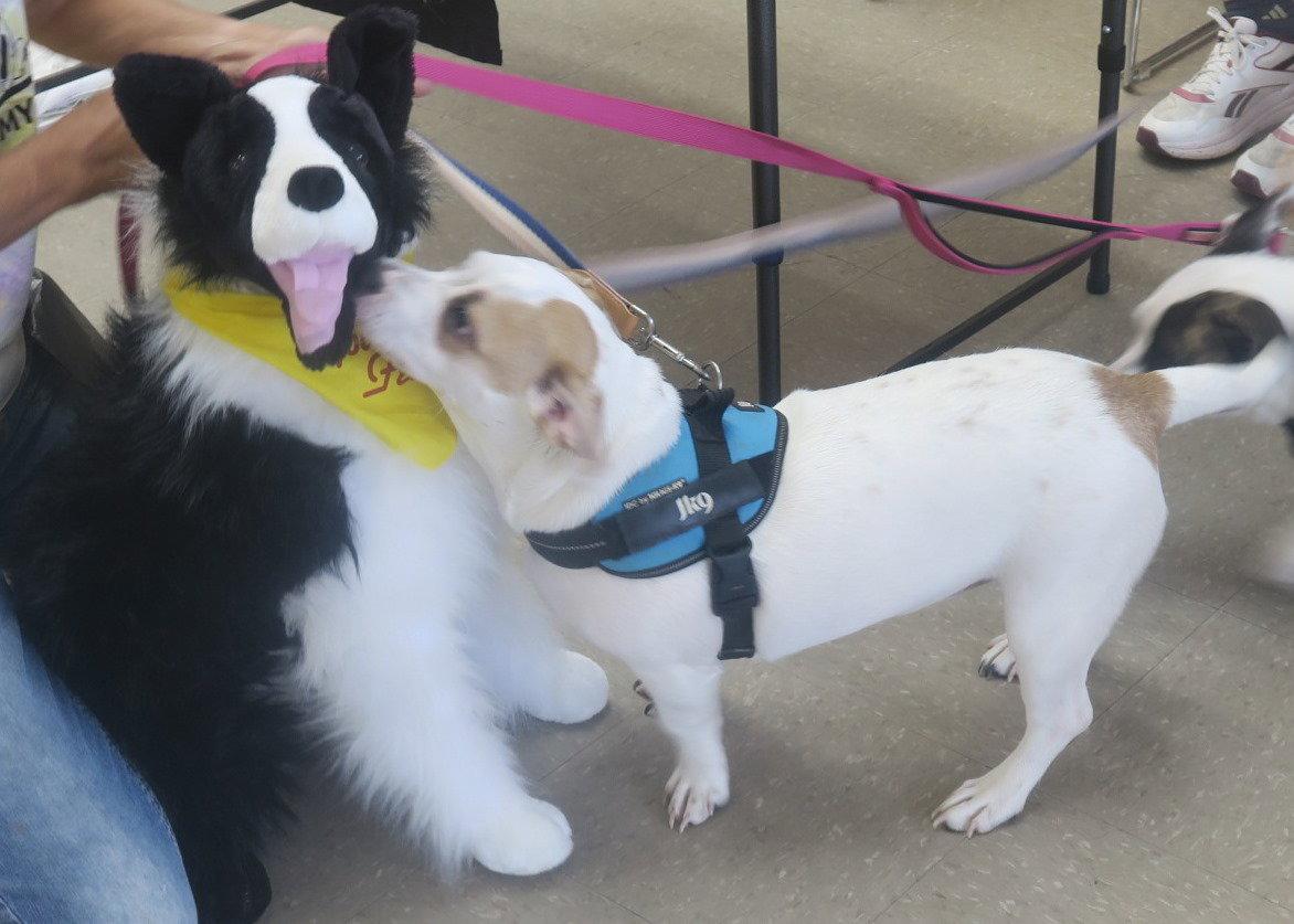 Marshmallow - Peekapit, a Adoptable mixed breed in Rootstown, OH image 3/3