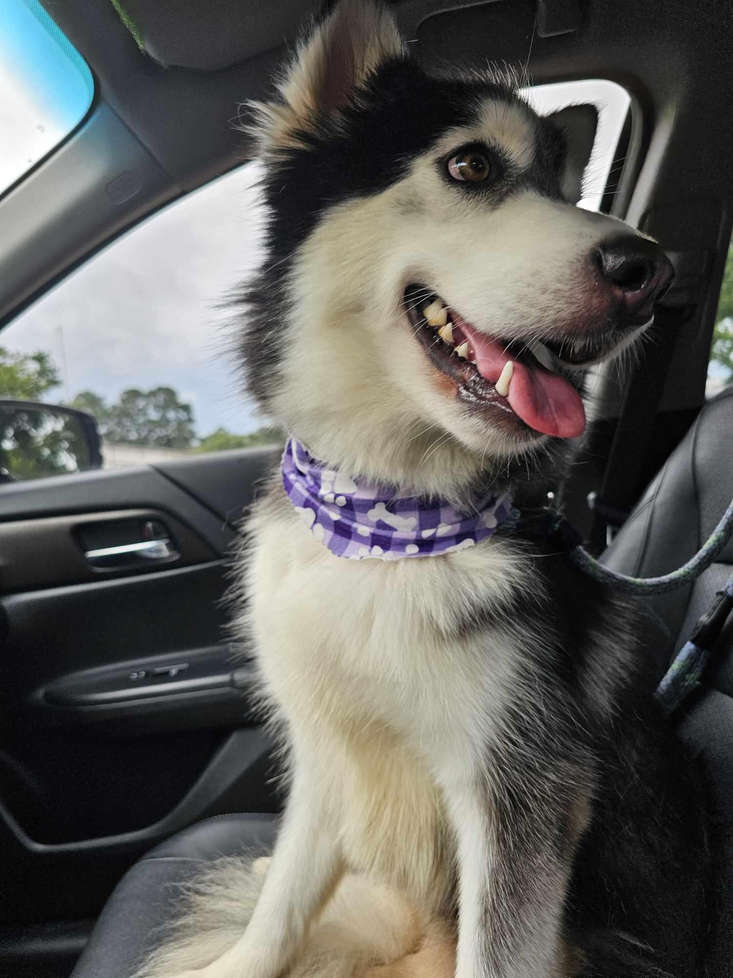 Enlarge Sweet Anne, a Adoptable Siberian Husky in New Milford, CT image 1/5