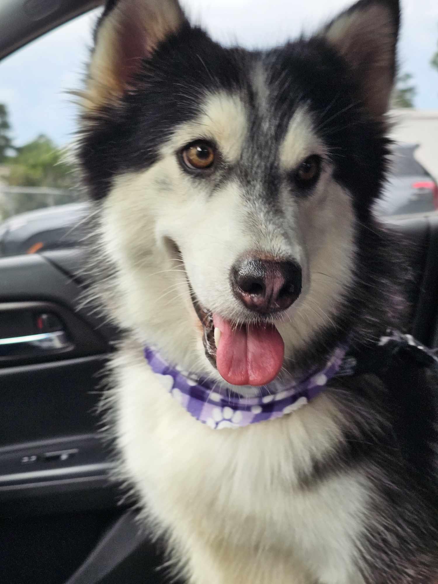 Enlarge Sweet Anne, a Adoptable Siberian Husky in New Milford, CT image 2/5