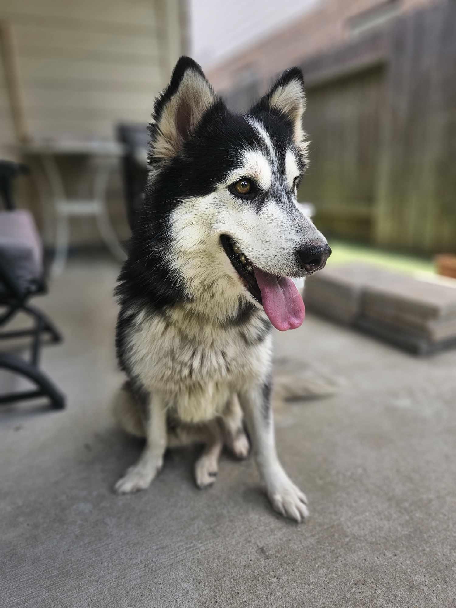 Enlarge Sweet Anne, a Adoptable Siberian Husky in New Milford, CT image 3/5