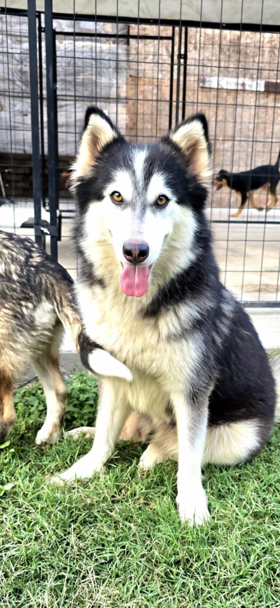 Enlarge Sweet Anne, a Adoptable Siberian Husky in New Milford, CT image 4/5