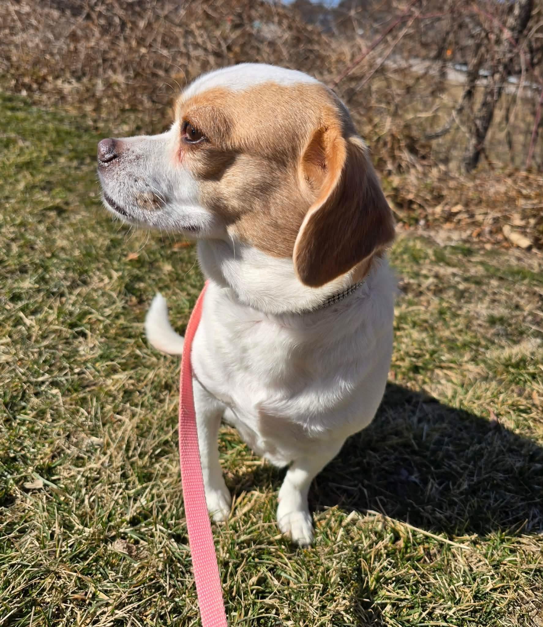 Enlarge Abby, a ADOPTABLE mixed breed in St. Clairsville, OH image 3/4