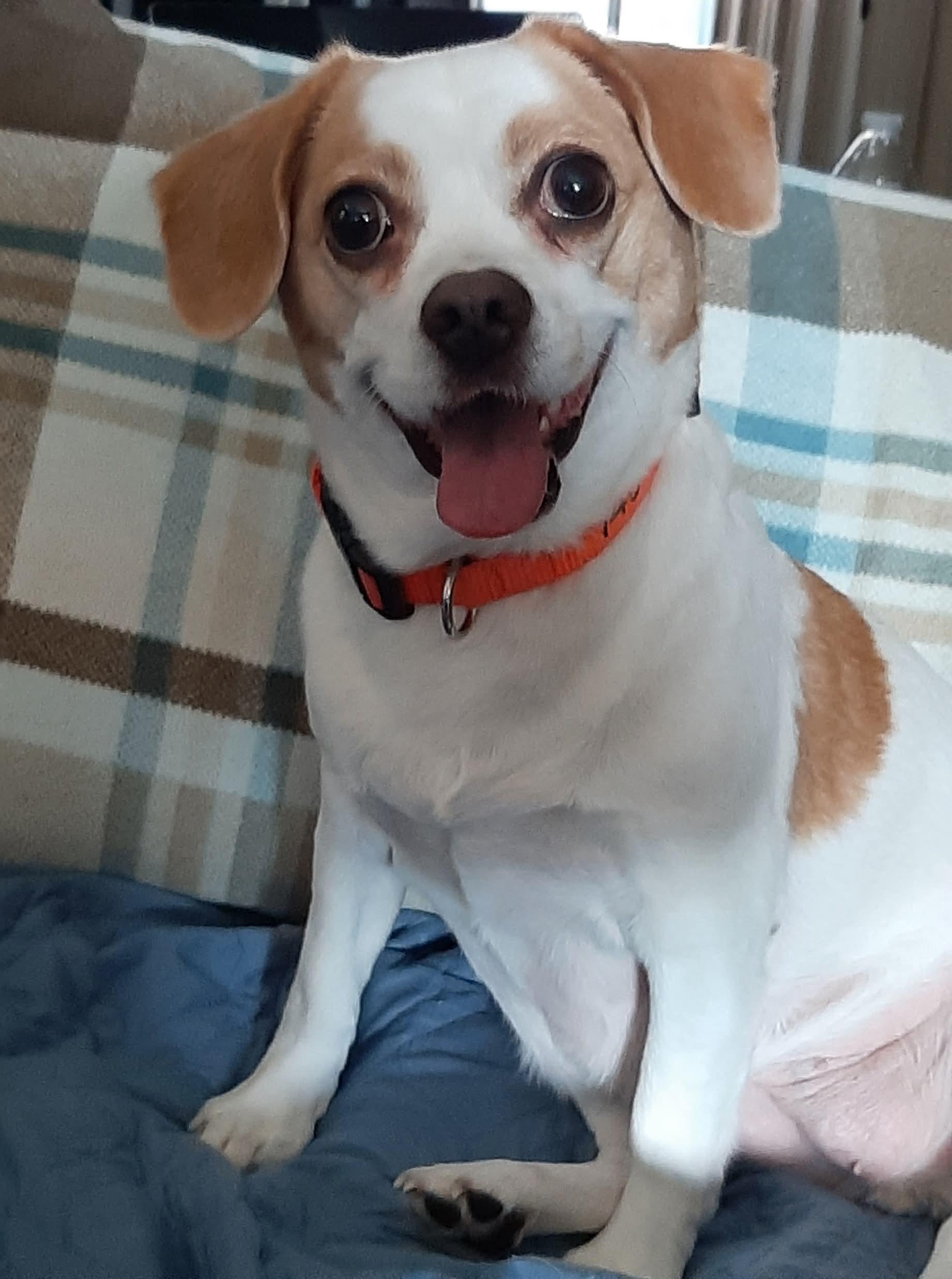 Enlarge Abby, a ADOPTABLE mixed breed in St. Clairsville, OH image 1/4