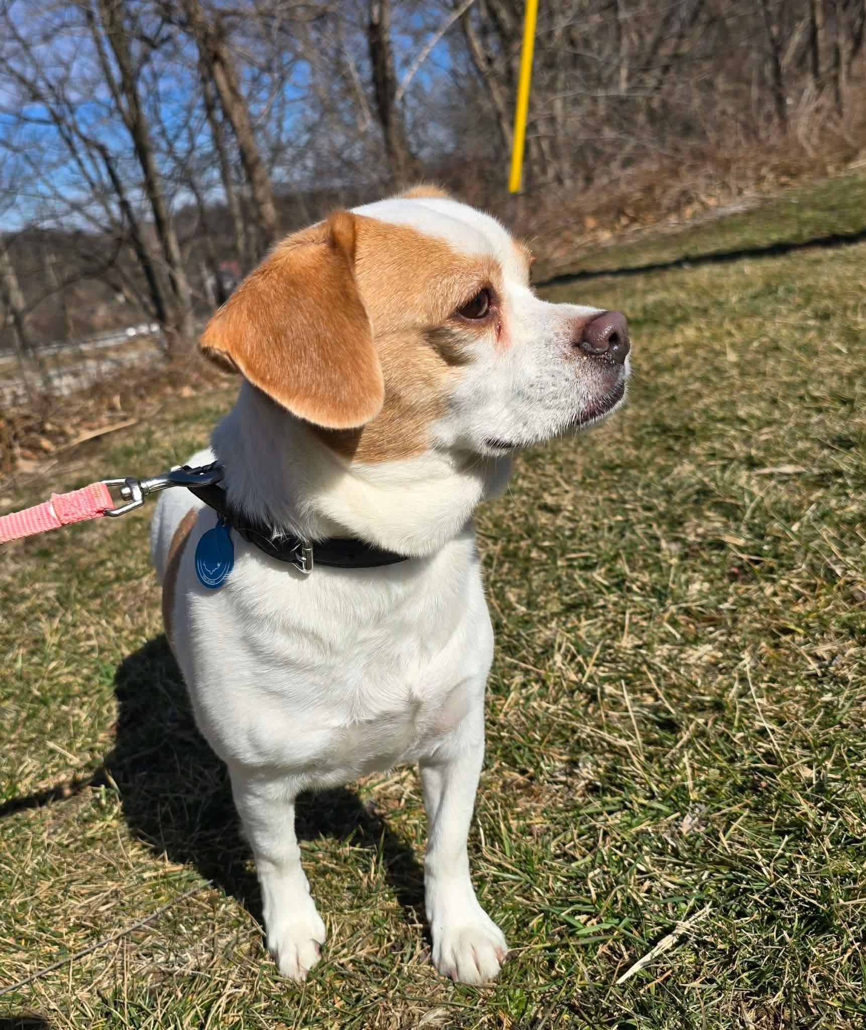 Enlarge Abby, a ADOPTABLE mixed breed in St. Clairsville, OH image 2/4