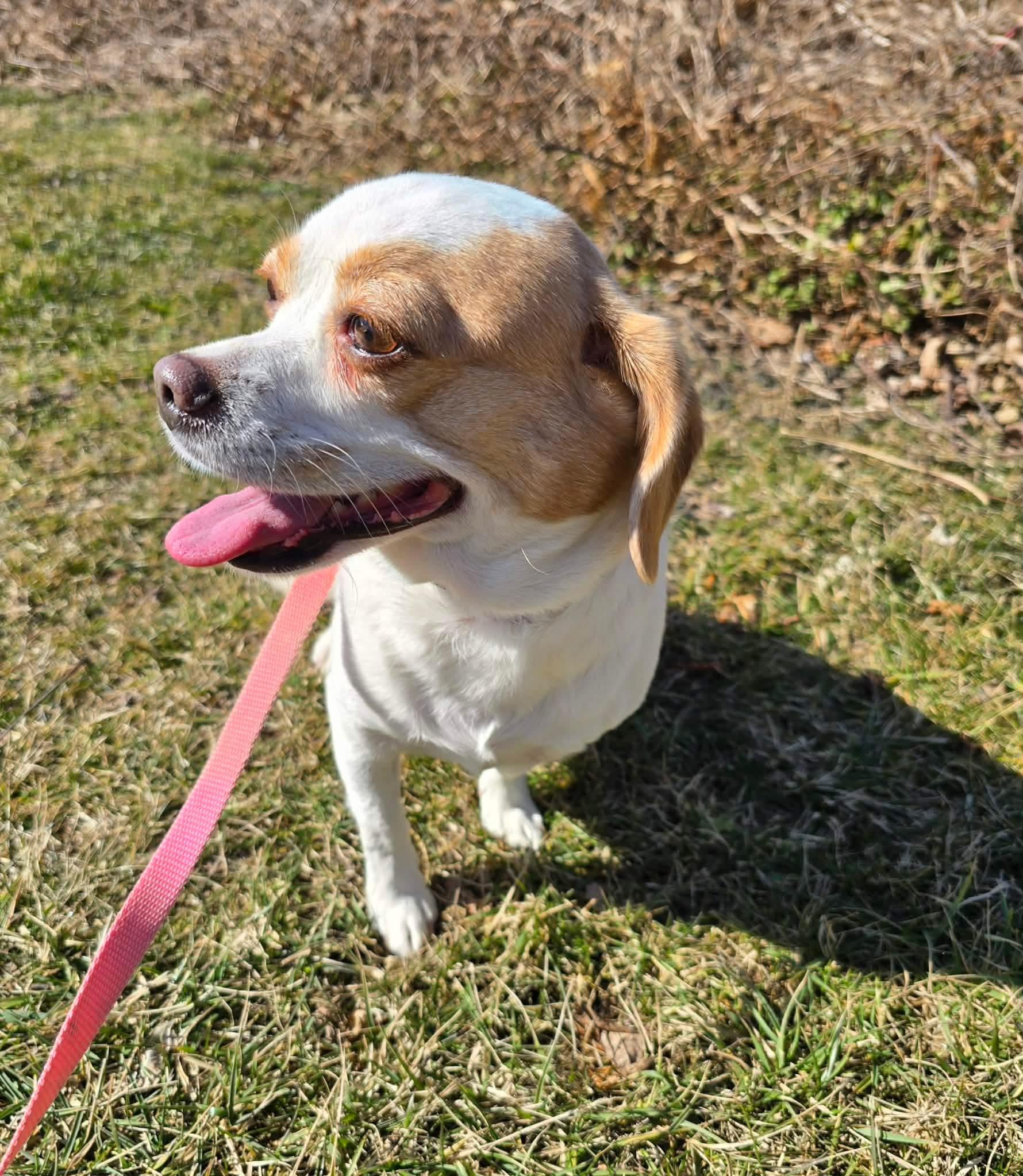 Enlarge Abby, a ADOPTABLE mixed breed in St. Clairsville, OH image 4/4